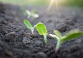 The Law of the Harvest
